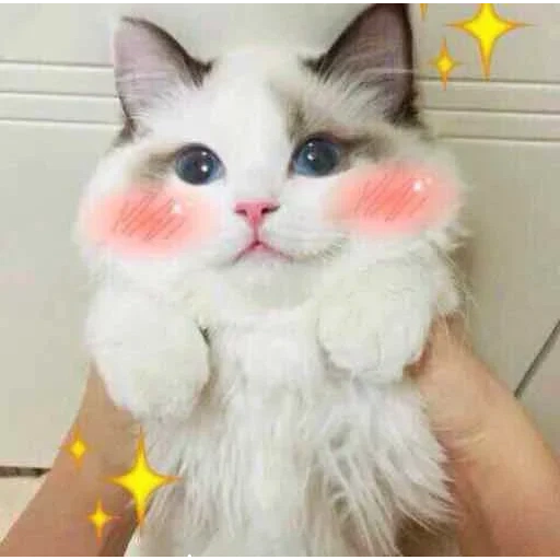 cat, seal, a furry cat, lovely seal, a cat with pink cheeks
