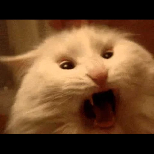 hámsters, mem cat, el gato es un hámster, un gato gritando, un meme de gato gritando