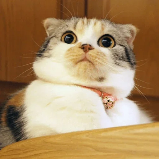 cat, cat shock, surprised cat, an ignorant cat, surprise cat meme
