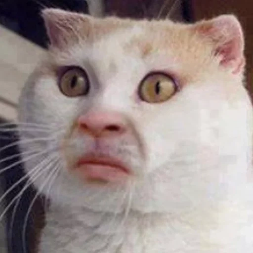 cat meme, cat face, cat meme, cat face meme, a cat with a wrinkled face