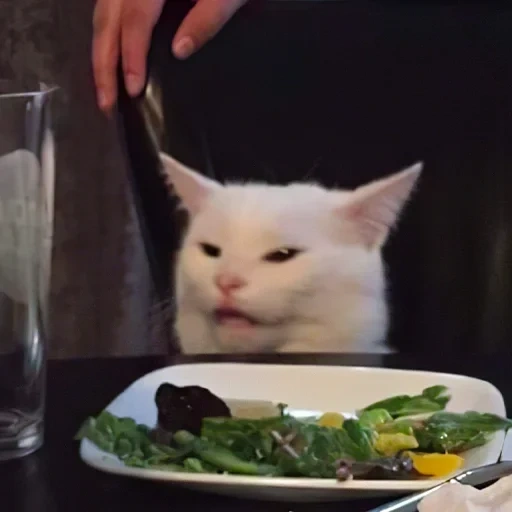 cat, cat, the cat on the dining table, cats at the dinner table, cat memes at the dinner table