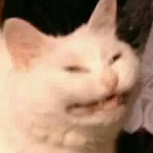 meme de gato, mem cat, o rosto do gato é um meme, o meme do gato com dentes, o gato sorri no meme