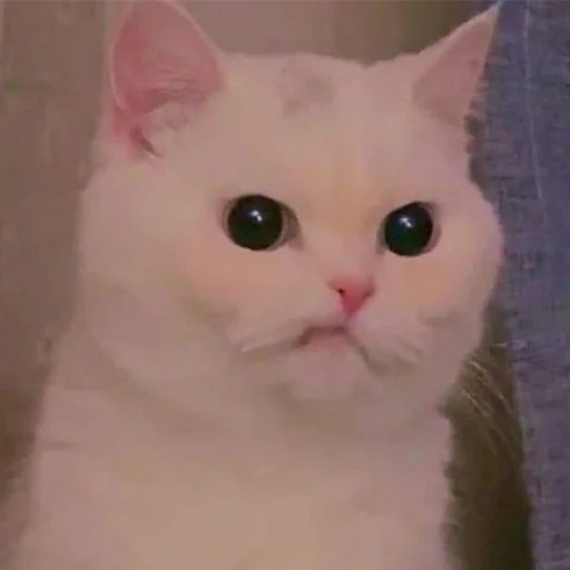 cat, kitty white, meme cat, lovely seal, meme cute cat