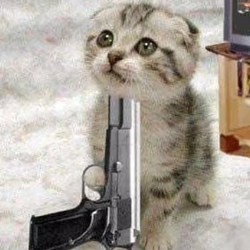 pistol cat, kucing itu menembak dirinya sendiri, anak kucing dengan senjata, seekor kucing dengan pistol, kit di bawah pistol