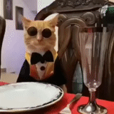 кот, коты, мемы котом, в 2022 году, watch online