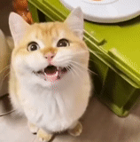 gato, cat, cão do mar, o gato é engraçado, vídeo de gato engraçado