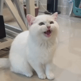 кот, кошка, кошки, котик, смешной белый кот