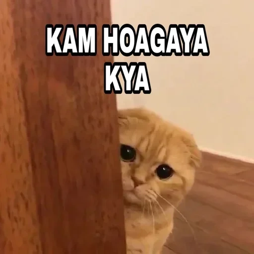 meme, kucing, anjing laut, kucing lucu, kucing lucu itu lucu