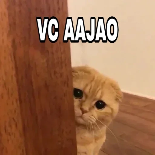 gato, gato, gato, gato, os gatos são engraçados