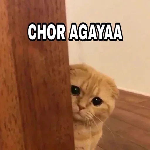 gato, gato, un gato, gatos graciosos, gato triste