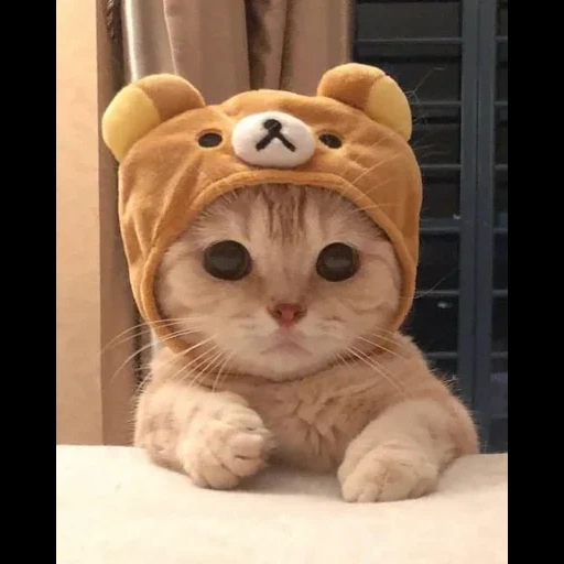 cat, 正面 上 我 meme, cat cute, nyashka cat, cute cats