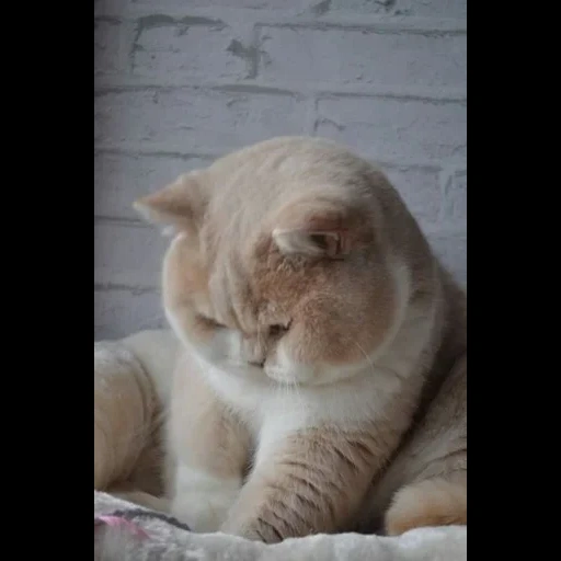кот, щекастый кот, грустный толстый кот