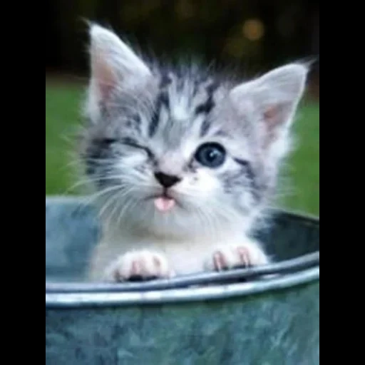 cat, kittens, the cats are funny, cute cats are funny, charming kittens