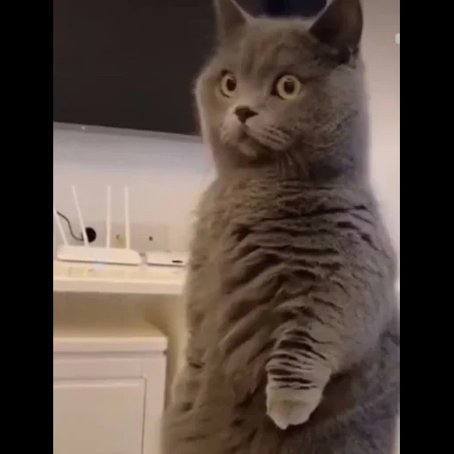 cat, cat, cats, funny cats, funny cats