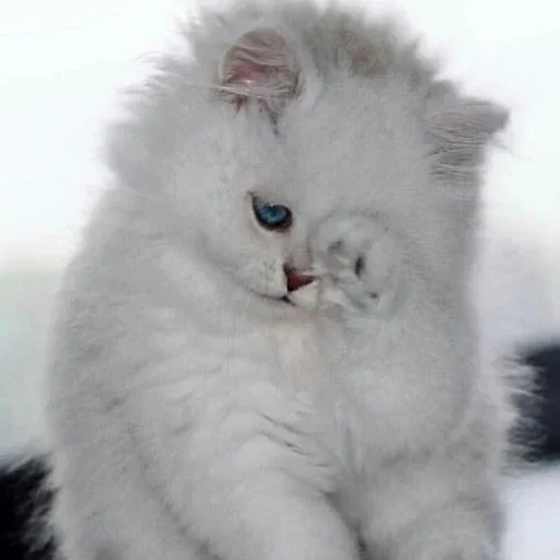 esponjoso, el gato es esponjoso, gatitos esponjosos, gato blanco esponjoso, el gato blanco es esponjoso