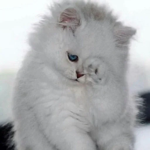 duveteux, le chat est moelleux, chatons moelleux, chat blanc moelleux, le chat blanc est moelleux