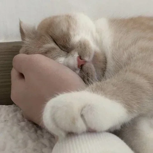 cat, cat, sweet dreams, mimi cats, sleeping cat