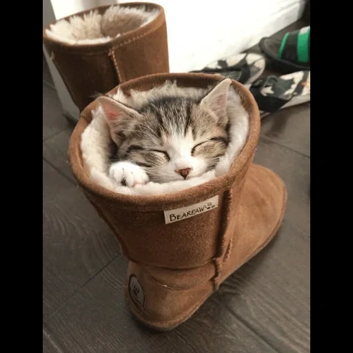 die katze ist lustig, lustige katzen, lustige katzen, lustige katzen, die katze schläft einen stiefel