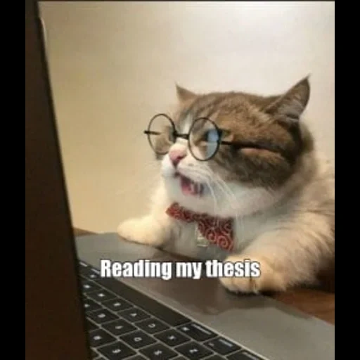 o gato é engraçado, gato malvado, o gato está no computador, um gato em um computador