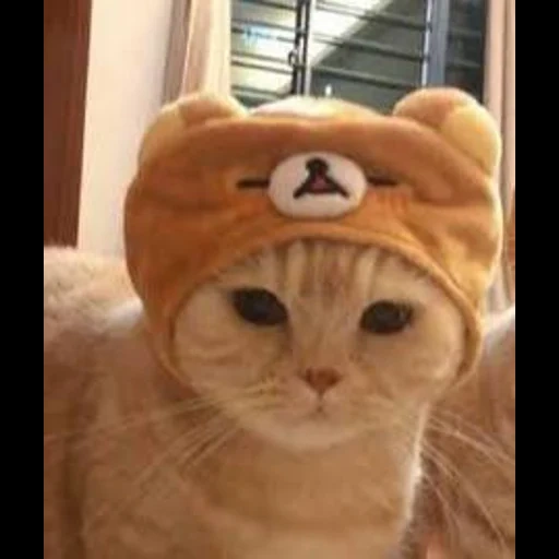 gatto, gatti carini, cappello da gattino, un simpatico cappello da gatto, simpatici gatti di cappelli diversi