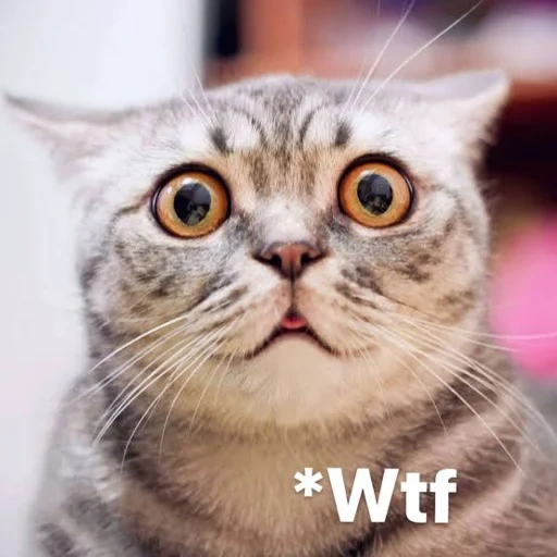 cat, cat, the cat is funny, a surprised cat, frightened cat meme