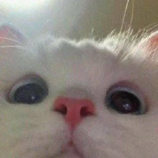 gatti, gatti carini, il gatto è guance rosa, simpatico meme di gatto bianco, foto di simpatici gatti