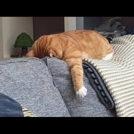 gato, gato, gato dormido, gatos graciosos, gato cansado