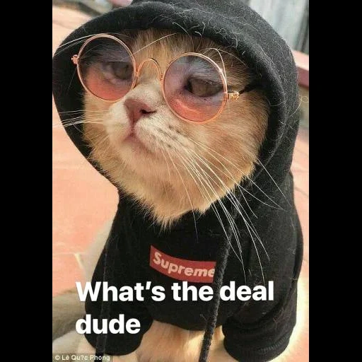 cat, cat, cool cat, the cat is funny, cat of black glasses