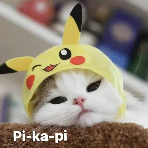 gato, peak cat, cat pikachu, gatos, gatos fofos são engraçados