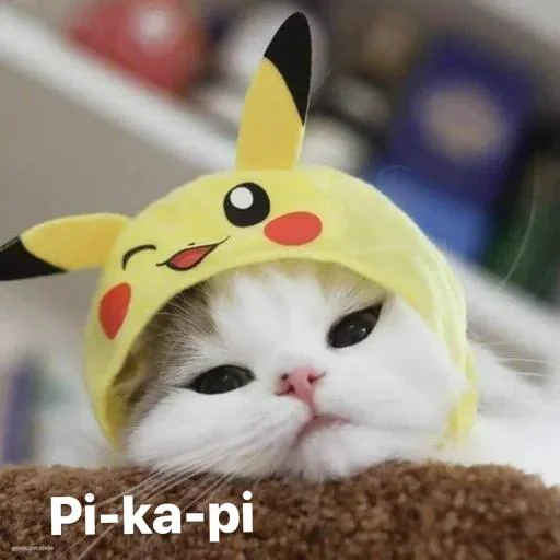 der kater, peak cat, katzen pikachu, süße katzen, süße katzen sind lustig