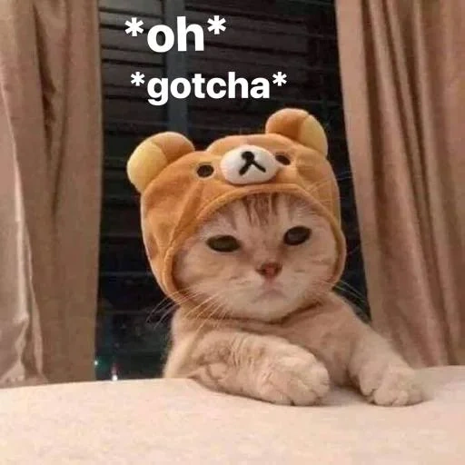 cat cute, cute cats, kitty hat, a cute cat hat, the most cute animals
