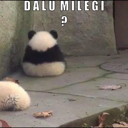 panda, pandochka, meme de panda, panda, no hay de hablar con meme