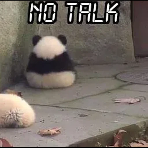 panda, pandochka, panda, panda ofendido, panda se ofendió
