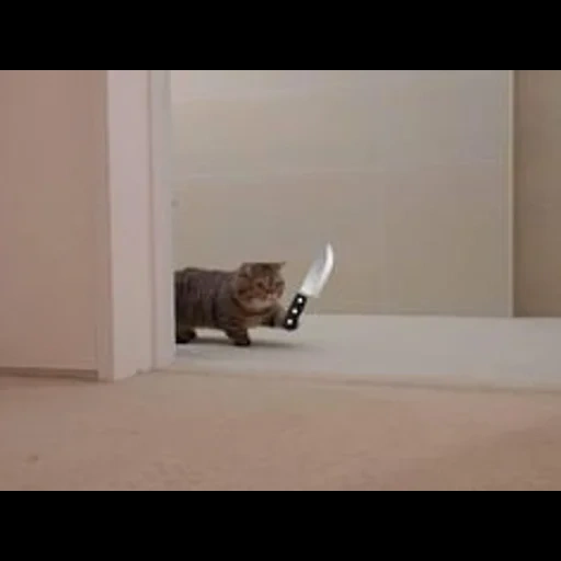cat, the cat stomps, funny cats, the cats are funny, funny animals