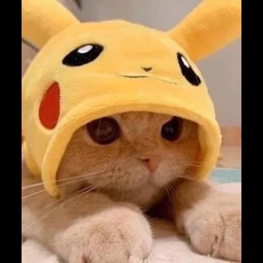 cat, cats, ʕ ᴥ ʔ, nasıl, pikachu