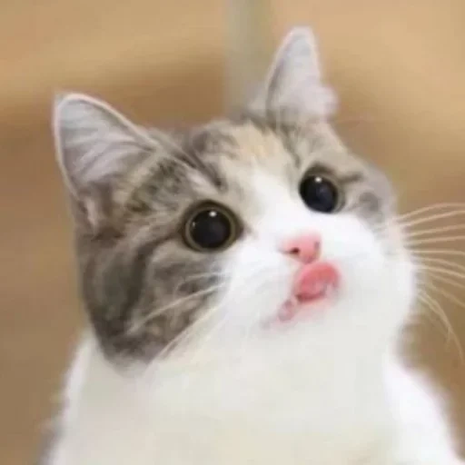 котик, cute cat, милые котики, милые кошки мем, котики смешные милые