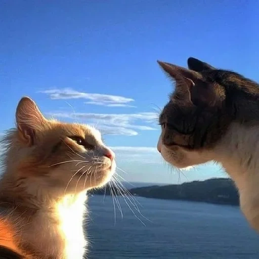 кот, кошка, парные котики, котики любовь, животные кошки