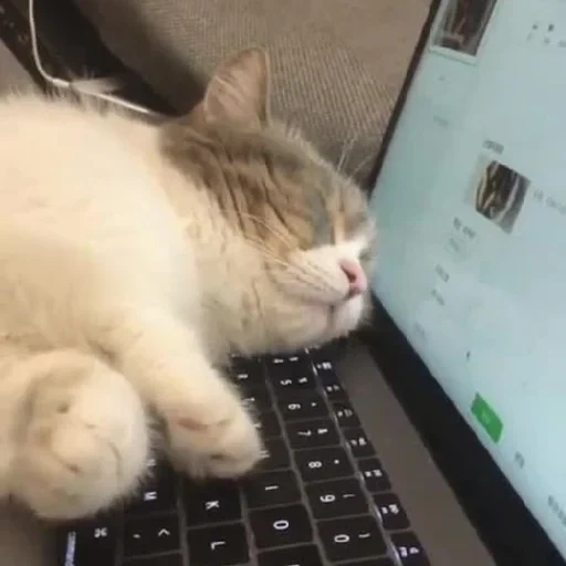 кот, кот кот, милые котики, животные коты, спящий клавиатуре котенок