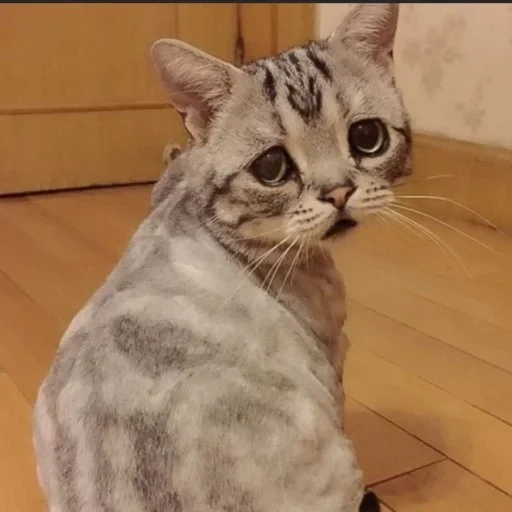 грустный кот, грустный котик, кот луху порода, самый грустный кот, грустный кот порода