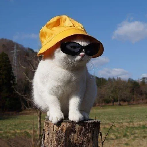 кот, котик шляпе, кот панаме очках, веселые животные