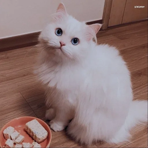 белая персидская кошка, милые животные, кошечка, кошка, британская длинношёрстная кошка