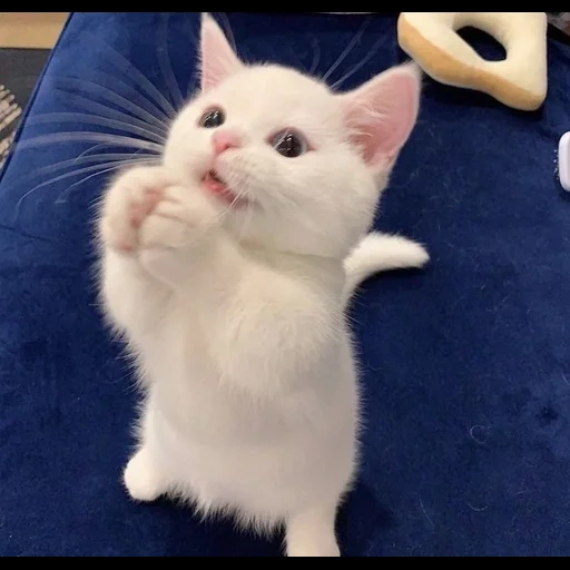 кот, милые котики, белый котенок, манчкин кошка, милые котики смешные