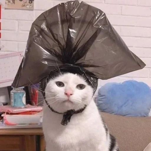 кот, коты, кошка, котики, кот пакетом голове