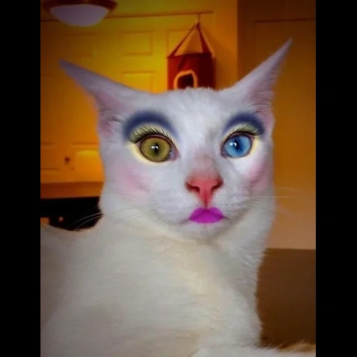 кошка губами, необычные коты, накрашенный кот, накрашенная кошка, накрашенная кошка мем