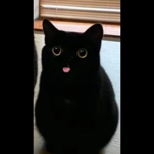 черный кот, черный котик, черный кот языком, мемы черным котом, черный кот высунутым языком