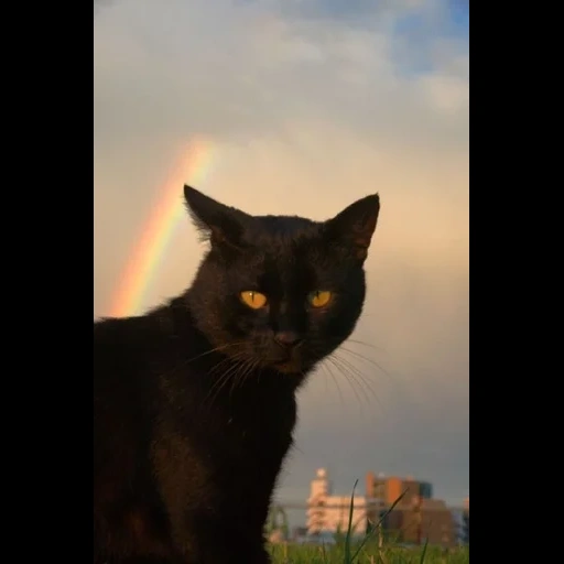 черный кот, черные коты, злой черный кот, бомбейская кошка, черная кошка суеверие