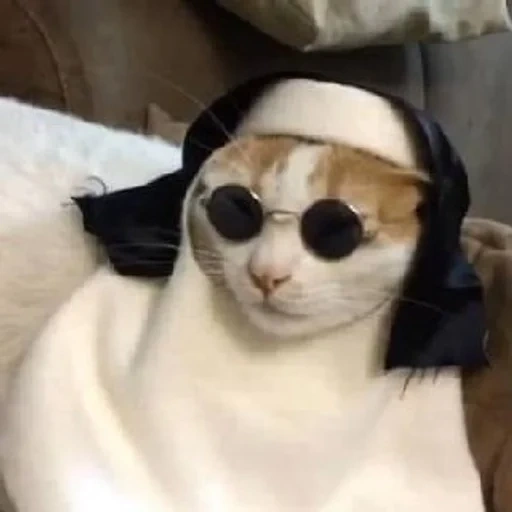 кот, кот католик, веселые животные