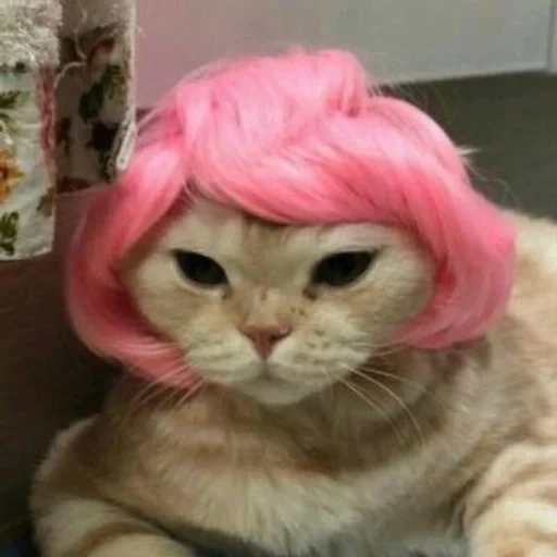 кот парике, кошка парике, кошка розовая, котики смешные, кошка розовыми волосами