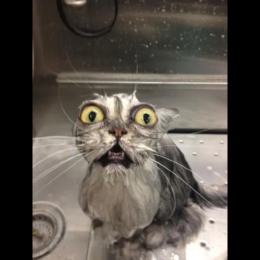 кот, мокрый кот, кот смешной, ржачные коты, мокрая кошка