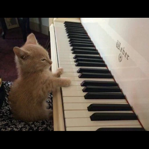 кот, котенок, play piano, кот пианино, очаровательные котята